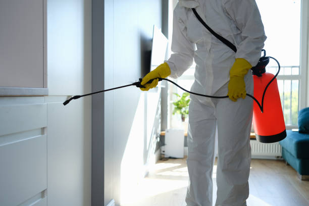 Best Attic Mold Remediation in Montpelier, ID